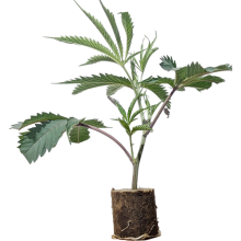 (Bild für)  Oracle Octane - Anesia S. 