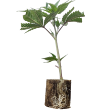 (Bild für)  Power Plant - Dutch Passion 