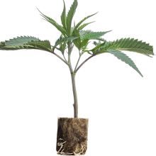 (Bild für)  Red Hot Cookies - Sweet Seeds 