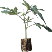 (Bild für) Runtz Layer Cake - Barneys Farm 