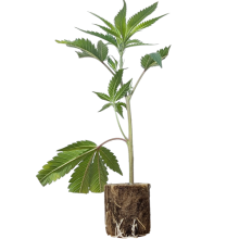 (Bild für)  Sensi Star - Paradise Seeds 