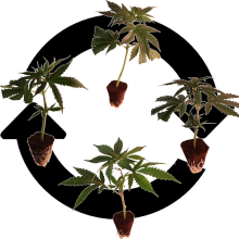 (Bild für)  Sortenmischung klassische Hanfstecklinge 