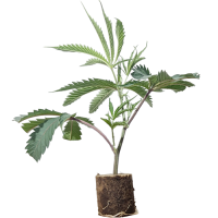 Strawberry Pave - Compound Genetics (Bild für) Strawberry Pave - Compound Genetics