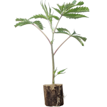 Studio 54 - Deep East Farms x Doja Pak (Bild für) Studio 54 - Deep East Farms x Doja Pak