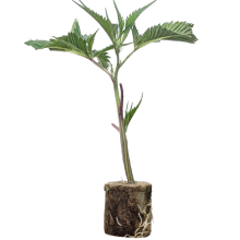 (Bild für)  Super Cheese - Trikoma Seeds 