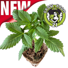 Sämlinge - Kush Mints - Barneys Farm (Bild für) Sämlinge - Kush Mints - Barneys Farm