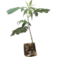 Sweet Zensation - Sweet S. (Bild für) Sweet Zensation - Sweet S.