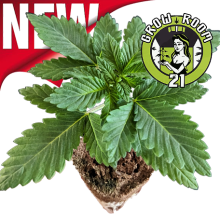 Sämlinge - Tropicana Banana - Barneys Farm (Bild für) Sämlinge - Tropicana Banana - Barneys Farm