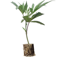 (Bild für)  Tropicanna Poison - Sweet Seeds 