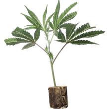 (Bild für)  Tutankhamon - Pyramid Seeds 