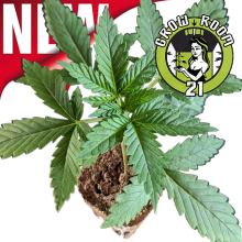 Sämlinge - Red Hot Cookies - Sweet Seeds (Bild für) Sämlinge - Red Hot Cookies - Sweet Seeds