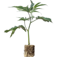 (Bild für) White Widow - Pyramid Seeds 