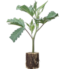 Zombie Kush - Ripper Seeds (Bild für) Zombie Kush - Ripper Seeds