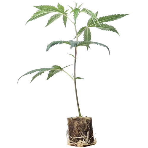 (Bild für)  Chemical Bride - Green House Seeds 