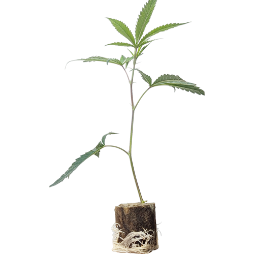 <b>Chronic - Serious Seeds</b>