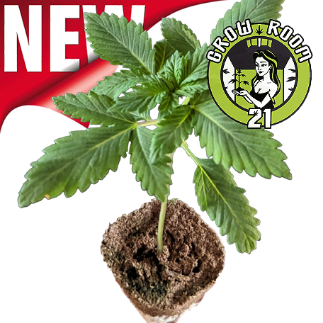 (Bild für) Sämlinge - Critical+ - Trikoma Seeds 