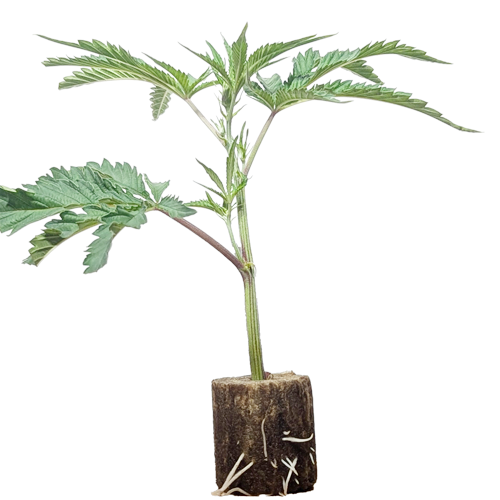 (Bild für)  Gorilla Zkittlez - Barney's Farm 