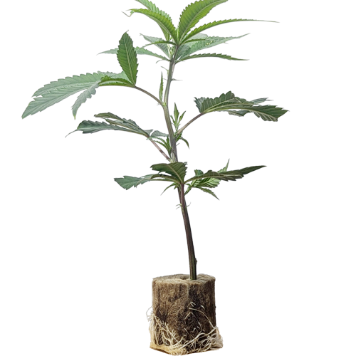 (Bild für)  Hella Jelly - Humboldt Seeds 