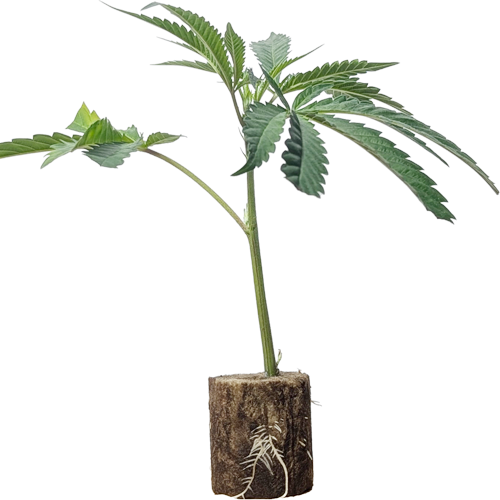 (Bild für)  LSD - Barney´s Farm 