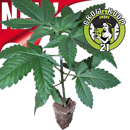 (image for) Automatic seedlings - Auto Black Domina XXL