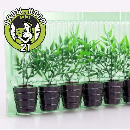 Hanfstecklinge - Verpackung 6er (Bild für) Hanfstecklinge - Verpackung 6er