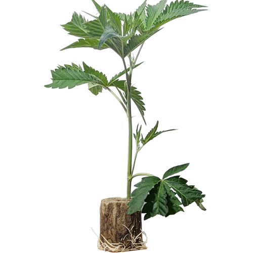 (Bild für)  Total Cheese - Trikoma Seeds 