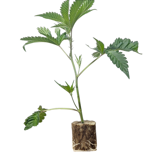 (Bild für)  Train Wreck - Humboldt Seeds 